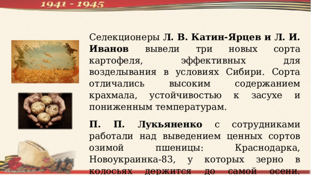 Селекционеры Л. В. Катин-Ярцев и Л. И. Иванов вывели три новых сорта картофеля, эффективных для возделывания в условиях Сибири. Сорта отличались высоким содержанием крахмала, устойчивостью к засухе и пониженным температурам. П. П. Лукьяненко с сотрудниками работали над выведением ценных сортов озимой пшеницы: Краснодарка, Новоукраинка-83, у которых зерно в колосьях держится до самой осени. Прибавка урожая от новых сортов достигала 80 ц/га. 