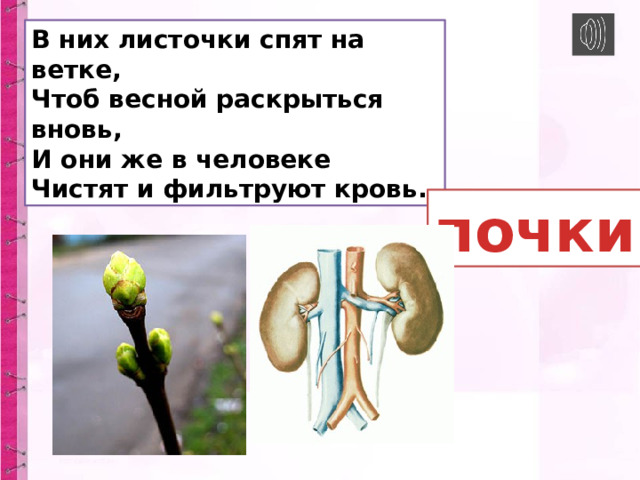 В них листочки спят на ветке,  Чтоб весной раскрыться вновь,  И они же в человеке  Чистят и фильтруют кровь. почки 