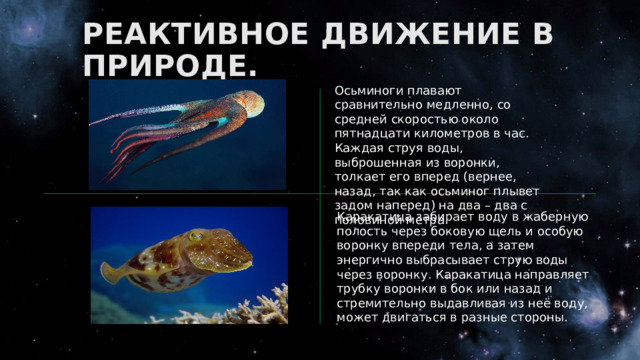 РЕАКТИВНОЕ ДВИЖЕНИЕ В ПРИРОДЕ. Осьминоги плавают сравнительно медленно, со средней скоростью около пятнадцати километров в час. Каждая струя воды, выброшенная из воронки, толкает его вперед (вернее, назад, так как осьминог плывет задом наперед) на два – два с половиной метра. Каракатица забирает воду в жаберную полость через боковую щель и особую воронку впереди тела, а затем энергично выбрасывает струю воды через воронку. Каракатица направляет трубку воронки в бок или назад и стремительно выдавливая из неё воду, может двигаться в разные стороны. 