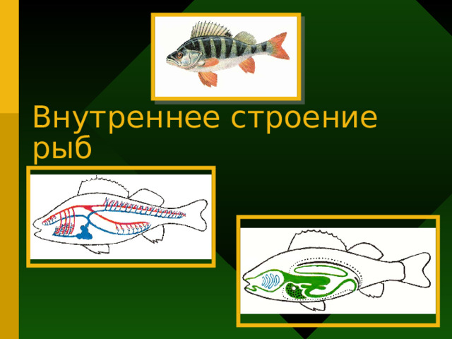 Внутреннее строение рыб 
