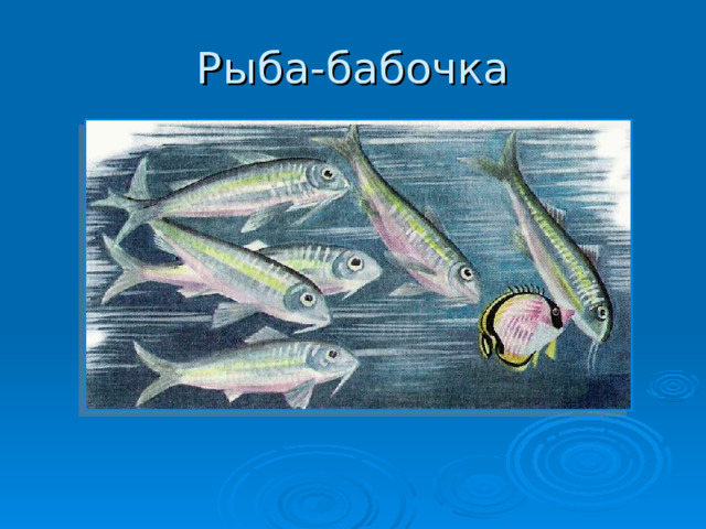 Рыба-бабочка 