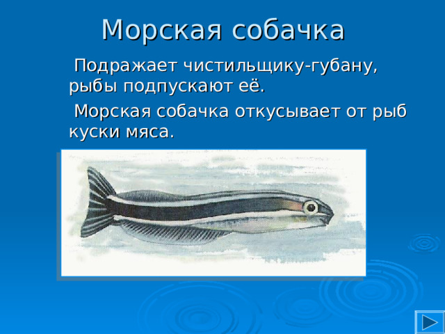 Морская собачка  Подражает чистильщику-губану, рыбы подпускают её.  Морская собачка откусывает от рыб куски мяса. 