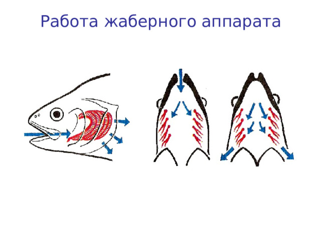 Работа жаберного аппарата 