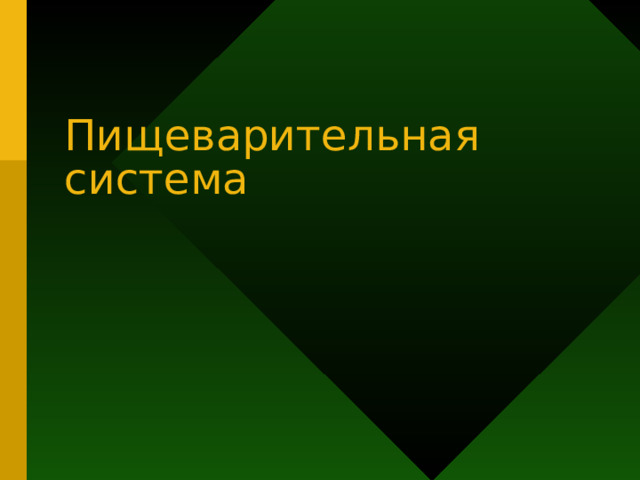 Пищеварительная система 