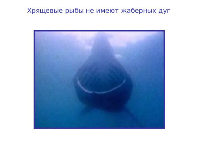 Хрящевые рыбы не имеют жаберных дуг 