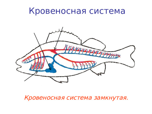 Кровеносная система Спинная аорта Сердце  Брюшная аорта Кровеносная система замкнутая. 
