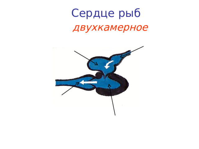Сердце рыб двухкамерное Вена Предсердие Аорта Желудочек 