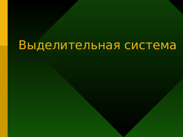 Выделительная система 