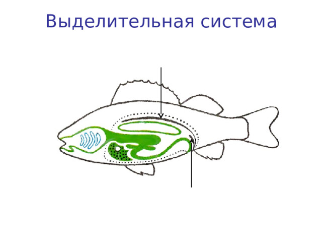 Выделительная система Лентовидные почки Мочеточники 