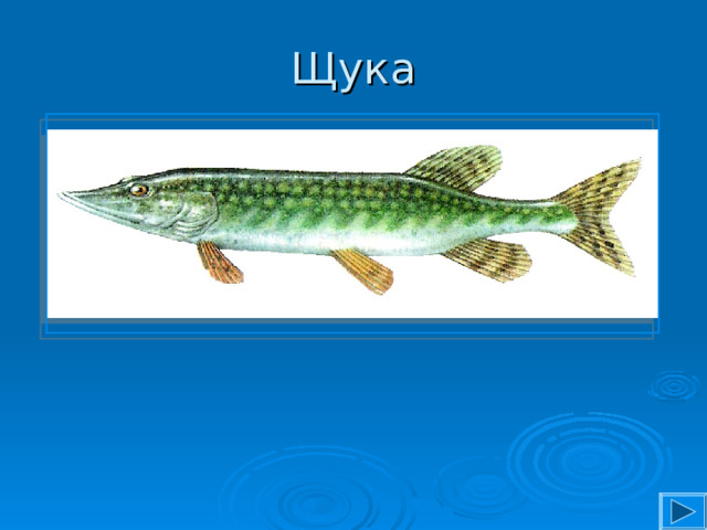 Щука 