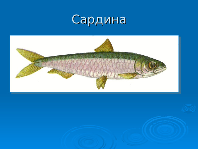 Сардина 