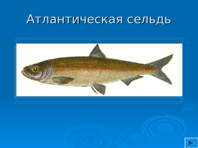 Атлантическая сельдь 