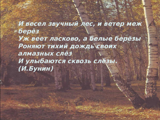 И весел звучный лес, и ветер меж берёз  Уж веет ласково, а белые берёзы  Роняют тихий дождь своих алмазных слёз  И улыбаются сквозь слёзы. (И.Бунин)