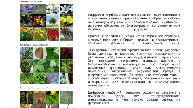 Цифровой гербарий дает возможность дистанционно и оперативно изучать представленные образцы любому школьнику в научных или исследовательских работах в широких областях от биогеографии до экологии или охраны природы.   Проект направлен на создание электронного гербария, который позволит собирать, хранить и просматривать образцы растений в электронном виде.   Электронные гербарии представляют собой цифровые базы данных, в которых хранится информация о растениях, собранных на определенной территории. Это позволяет сохранить ценные данные о биоразнообразии и предотвратить его потерю из-за различных факторов, таких как климатические изменения, загрязнение окружающей среды и разрушение экосистем. Электронные гербарии также способствуют глобальной науке, обеспечивая доступ к информации для исследований и экологического мониторинга.   Цифровой гербарий позволяет сохранить растение в природной среде, без непосредственного вмешательства в нее, только сделав снимок на фотоаппарат. 