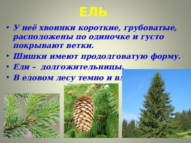  ЕЛЬ У неё хвоинки короткие, грубоватые, расположены по одиночке и густо покрывают ветки. Шишки имеют продолговатую форму. Ели – долгожительницы. В еловом лесу темно и влажно.  