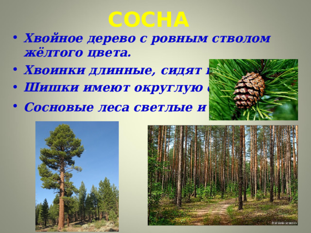 СОСНА Хвойное дерево с ровным стволом жёлтого цвета. Хвоинки длинные, сидят парами. Шишки имеют округлую форму. Сосновые леса светлые и сухие .  