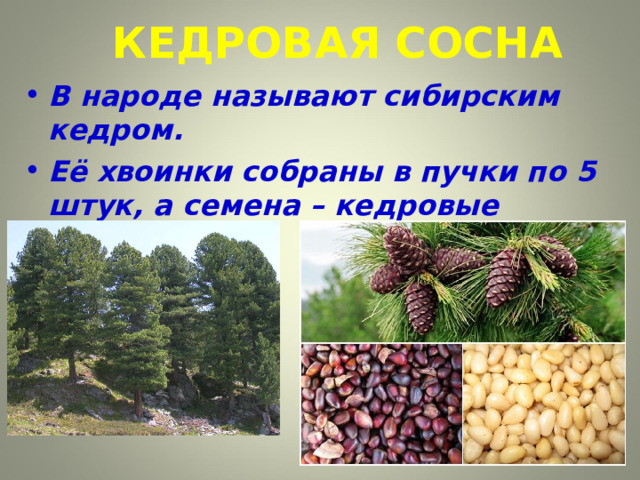 КЕДРОВАЯ СОСНА В народе называют сибирским кедром. Её хвоинки собраны в пучки по 5 штук, а семена – кедровые орешки.  