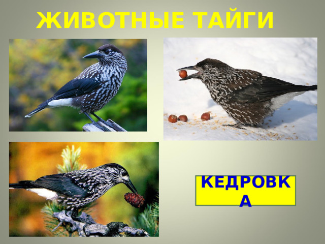 ЖИВОТНЫЕ ТАЙГИ КЕДРОВКА 