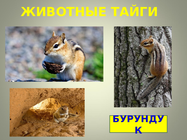 ЖИВОТНЫЕ ТАЙГИ БУРУНДУК 