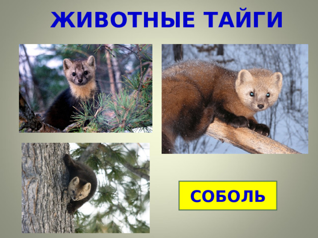 ЖИВОТНЫЕ ТАЙГИ СОБОЛЬ 