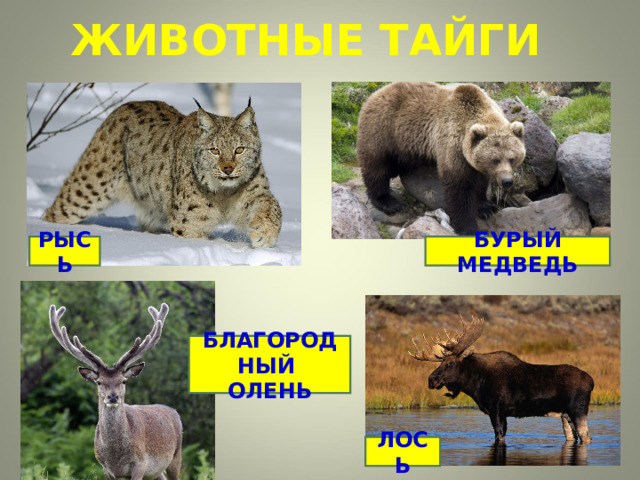 ЖИВОТНЫЕ ТАЙГИ РЫСЬ БУРЫЙ МЕДВЕДЬ БЛАГОРОДНЫЙ ОЛЕНЬ ЛОСЬ 