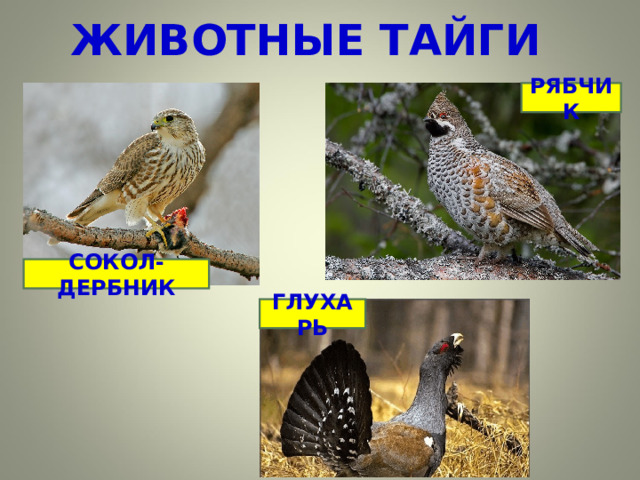 ЖИВОТНЫЕ ТАЙГИ РЯБЧИК СОКОЛ-ДЕРБНИК ГЛУХАРЬ 