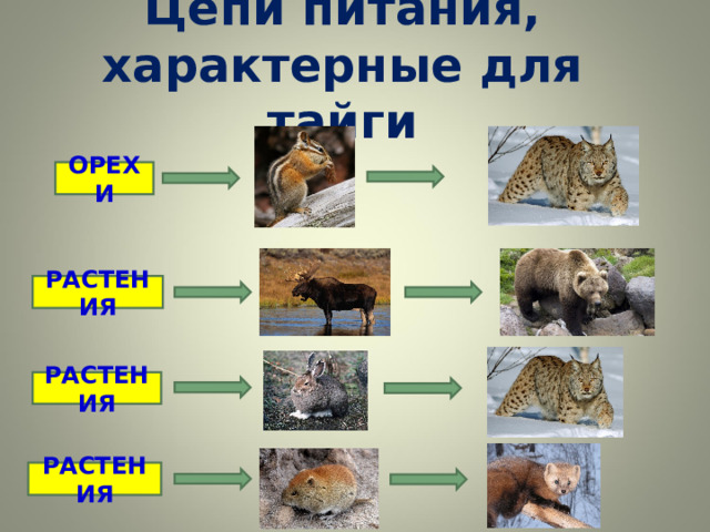 Цепи питания, характерные для тайги   ОРЕХИ РАСТЕНИЯ РАСТЕНИЯ РАСТЕНИЯ 