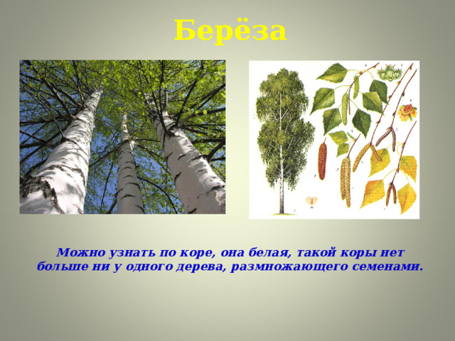 Берёза   Можно узнать по коре, она белая, такой коры нет больше ни у одного дерева, размножающего семенами.  