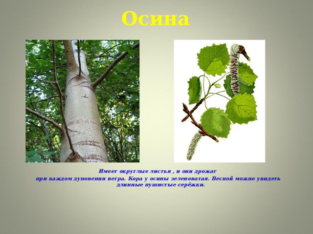 Осина Имеет округлые листья , и они дрожат при каждом дуновении ветра. Кора у осины зеленоватая. Весной можно увидеть длинные пушистые серёжки.   