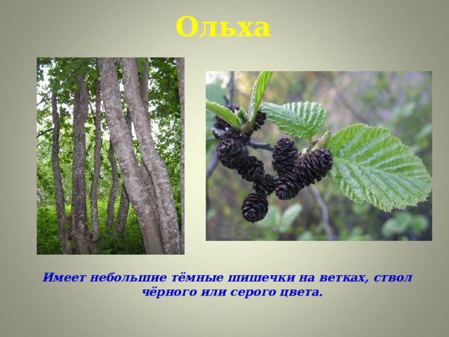 Ольха Имеет небольшие тёмные шишечки на ветках, ствол чёрного или серого цвета.    
