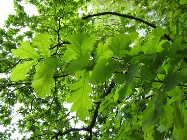 Широколиственные леса Ближе к югу становится ещё теплее, и смешанные леса сменяются широколиственными. В них растут:  дуб, клён, липа, ясень, вяз. 