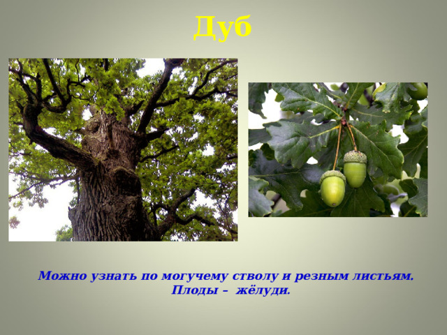 Дуб Можно узнать по могучему стволу и резным листьям. Плоды – жёлуди .     