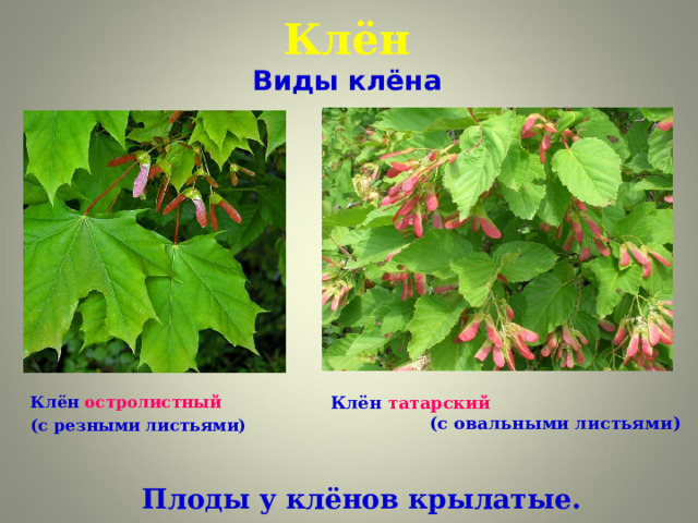 Клён  Виды клёна Клён  татарский  (с овальными листьями)  Клён  остролистный (с резными листьями) Плоды у клёнов крылатые.  