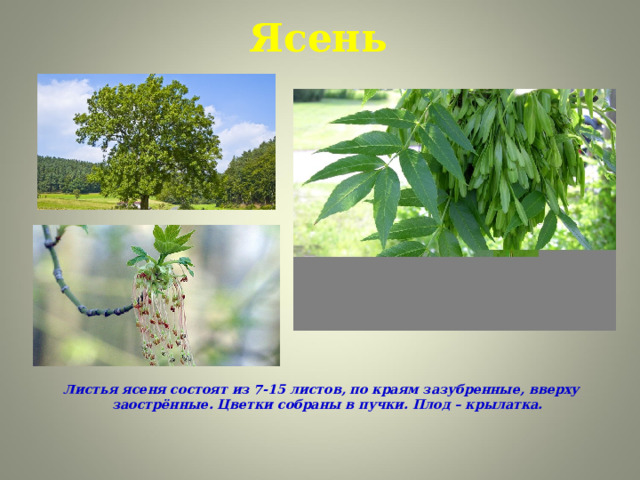 Ясень Листья ясеня состоят из 7-15 листов, по краям зазубренные, вверху заострённые. Цветки собраны в пучки. Плод – крылатка. 