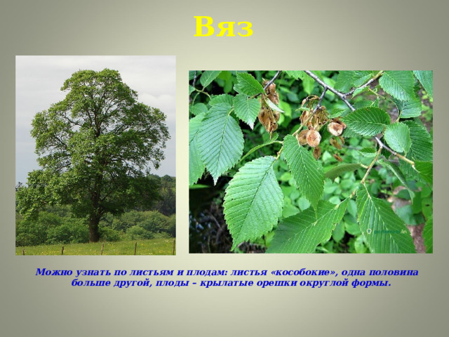 Вяз Можно узнать по листьям и плодам: листья «кособокие», одна половина больше другой, плоды – крылатые орешки округлой формы.     
