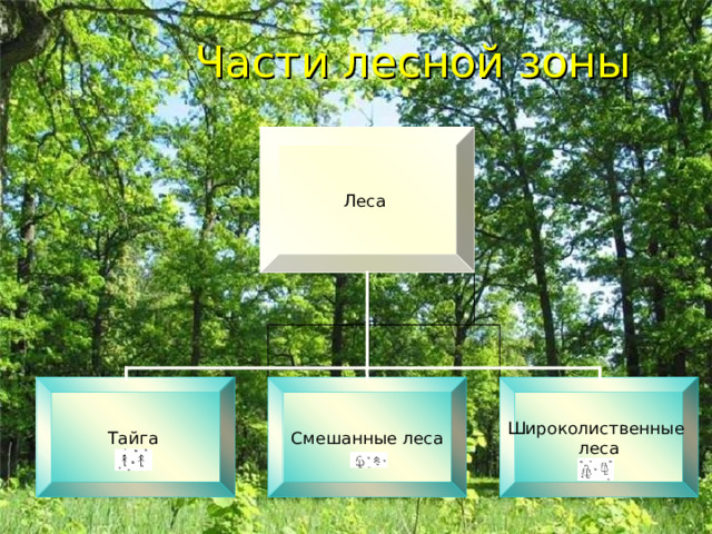 Части лесной зоны Леса Тайга Смешанные леса Широколиственные леса 