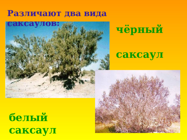  Различают два вида саксаулов: чёрный  саксаул белый саксаул 