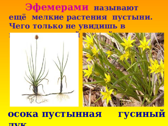  Эфемерами  называют ещё мелкие растения пустыни. Чего только не увидишь в пустыне ранней весной. осока пустынная гусиный лук 