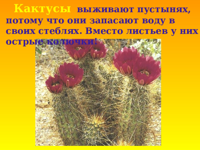  Кактусы  выживают пустынях, потому что они запасают воду в своих стеблях. Вместо листьев у них острые колючки! 