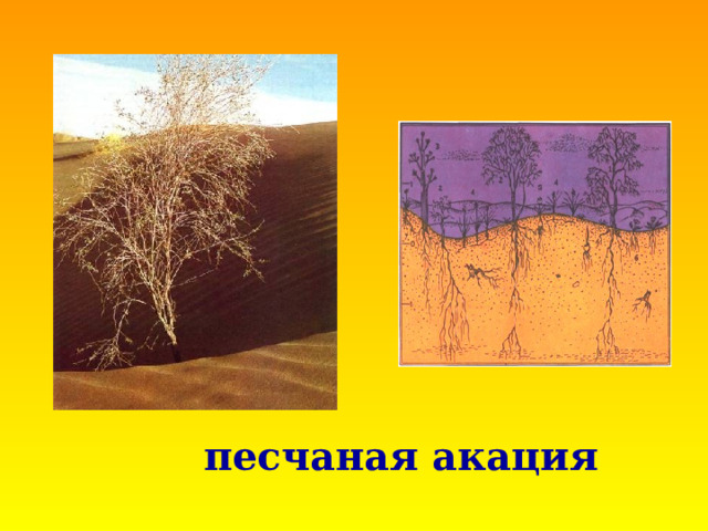 песчаная акация 