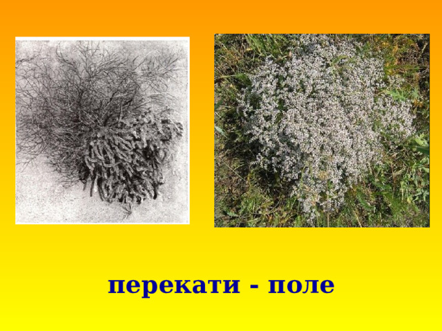 перекати - поле 