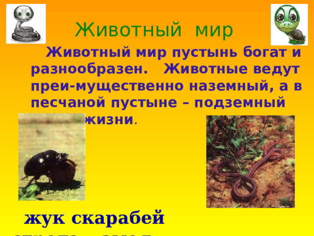 Животный мир  Животный мир пустынь богат и разнообразен. Животные ведут преи-мущественно наземный, а в песчаной пустыне – подземный образ жизни .   жук скарабей стрела – змея 