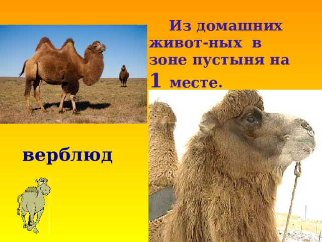  Из домашних живот-ных в зоне пустыня на 1 месте. верблюд 