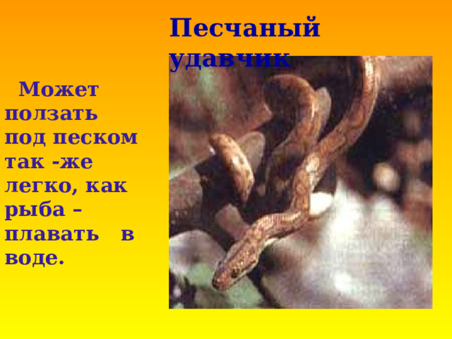  Песчаный удавчик  Может ползать под песком так -же легко, как рыба – плавать в воде. 