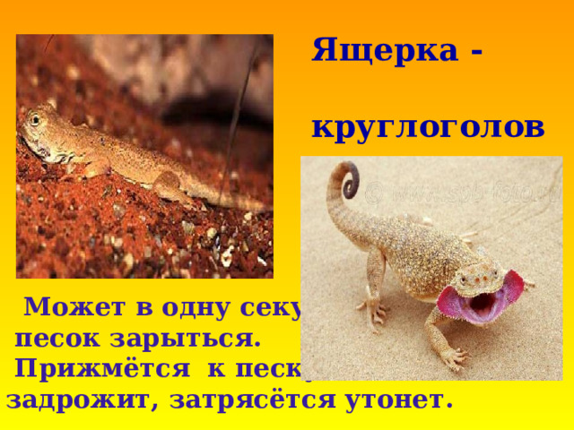Ящерка - круглоголовка  Может в одну секунду в  песок зарыться.  Прижмётся к песку, задрожит, затрясётся утонет.                