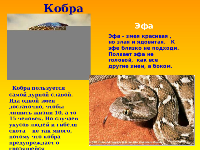 Кобра Эфа Эфа – змея красивая , но злая и ядовитая . К эфе близко не подходи . Ползает эфа не головой , как все другие змеи , а боком .  Кобра пользуется самой дурной славой. Яда одной змеи достаточно, чтобы лишить жизни 10, а то 15 человек. Но случаев укусов людей и гибели скота не так много, потому что кобра предупреждает о грозящейся опасности, принимая характерную позу. 