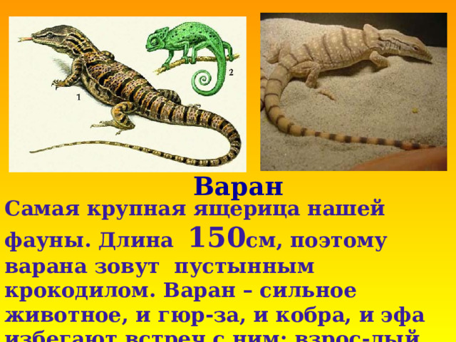 Варан Самая крупная ящерица нашей фауны. Длина 150 см, поэтому варана зовут пустынным крокодилом. Варан – сильное животное, и гюр-за, и кобра, и эфа избегают встреч с ним: взрос-лый варан в единоборстве победит любую змею.       