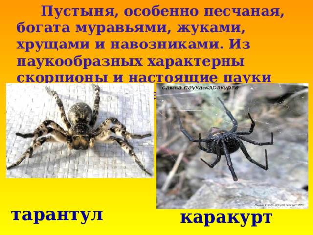  Пустыня, особенно песчаная, богата муравьями, жуками, хрущами и навозниками. Из паукообразных характерны скорпионы и настоящие пауки ( тарантул и каракурт ). тарантул каракурт 