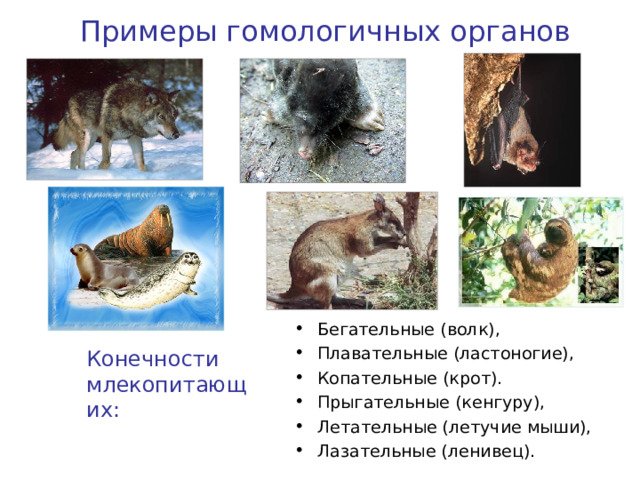 Примеры гомологичных органов Бегательные (волк), Плавательные (ластоногие), Копательные (крот). Прыгательные (кенгуру), Летательные (летучие мыши), Лазательные (ленивец).  Конечности млекопитающих: 