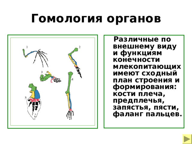 Гомология органов  Различные по внешнему виду и функциям конечности млекопитающих имеют сходный план строения и формирования: кости плеча, предплечья, запястья, пясти, фаланг пальцев. Пример морфологических доказательств эволюции – конечности млекопитающих  